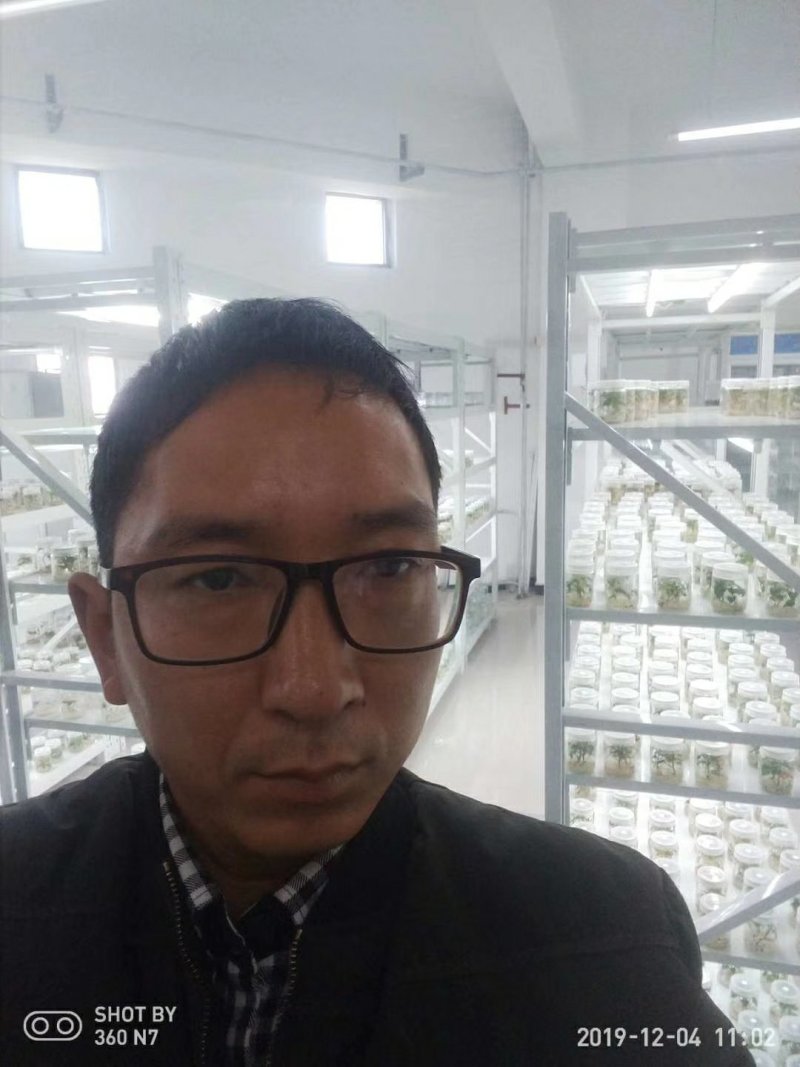 原种商薯19西瓜红哈密济薯26