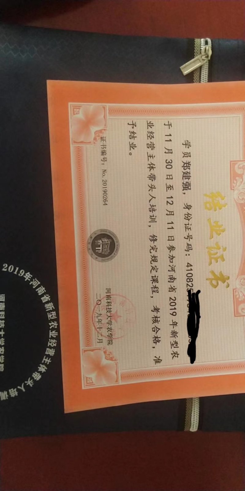 原种商薯19西瓜红哈密济薯26