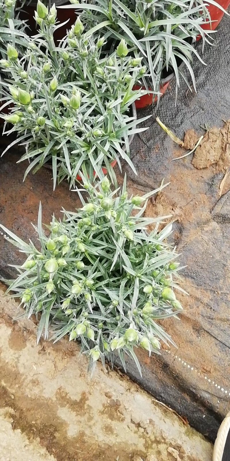康乃馨基地直发