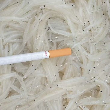 淡水银鱼有需要的老板先电话预定