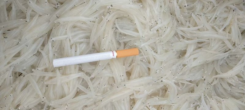 淡水银鱼有需要的老板先电话预定