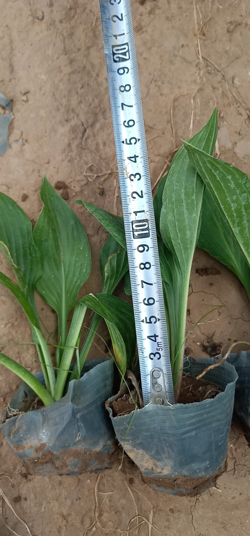 玉簪白玉簪紫玉簪花叶玉簪