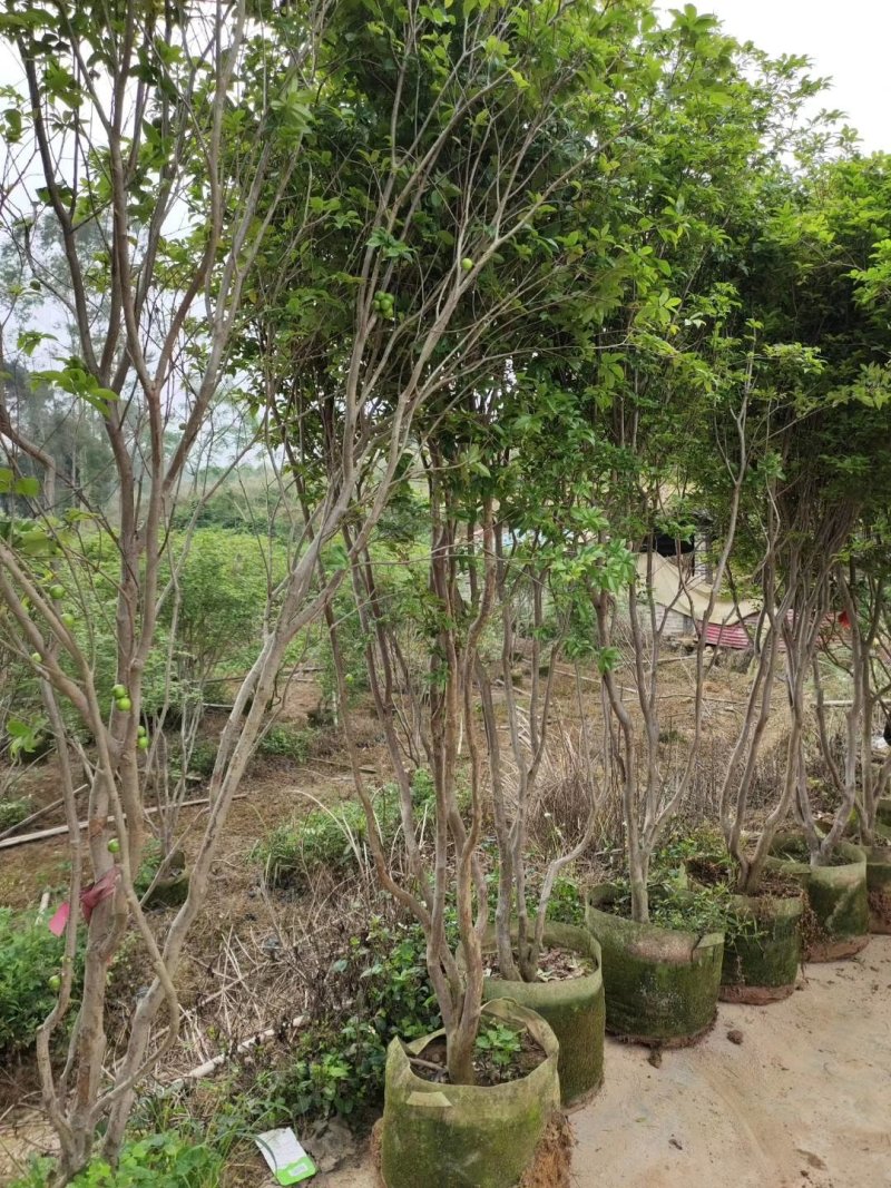 嘉宝果树葡萄苗，果子像葡萄黑溜溜的，它是长在树干上的