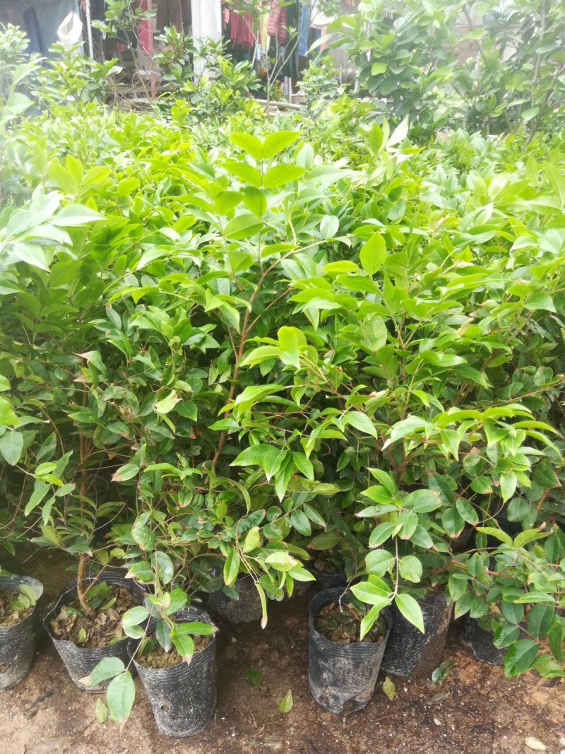 嘉宝果树葡萄苗，果子像葡萄黑溜溜的，它是长在树干上的