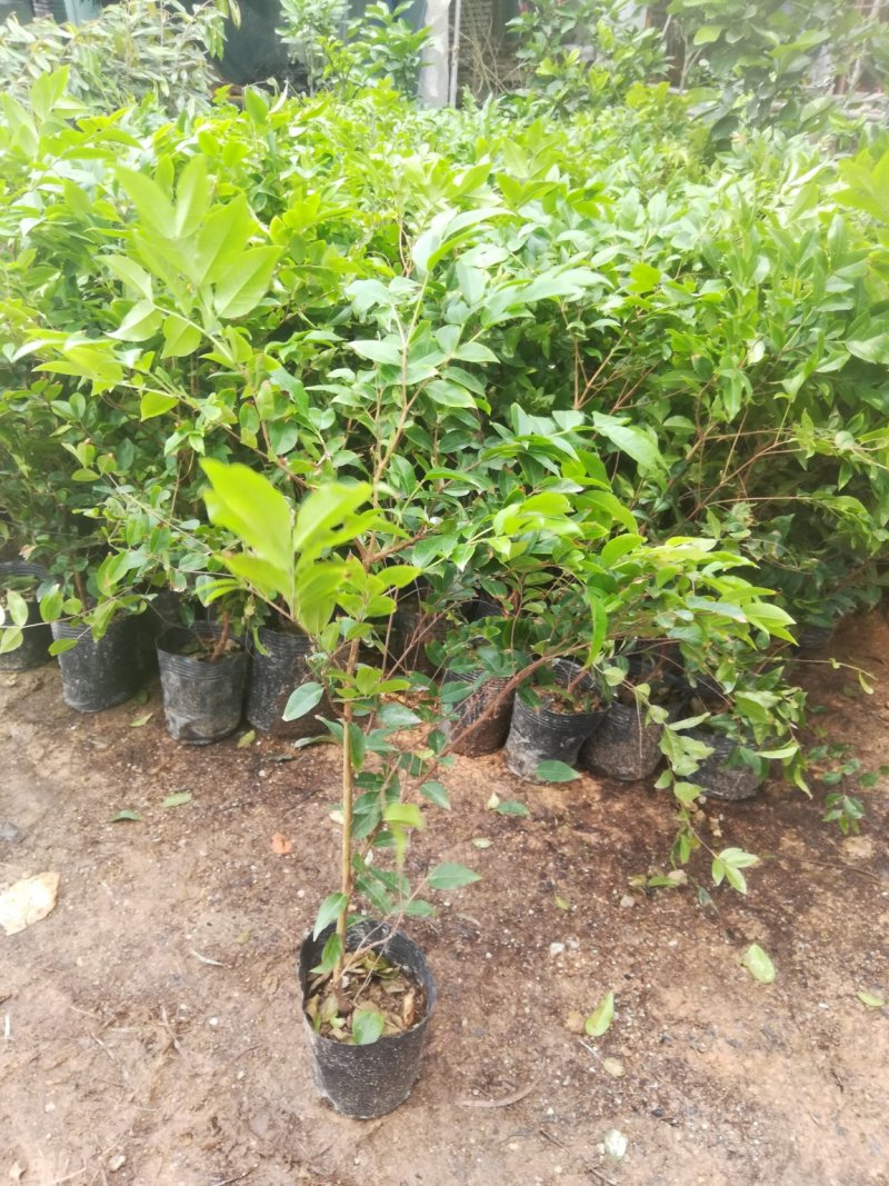 嘉宝果树葡萄苗，果子像葡萄黑溜溜的，它是长在树干上的