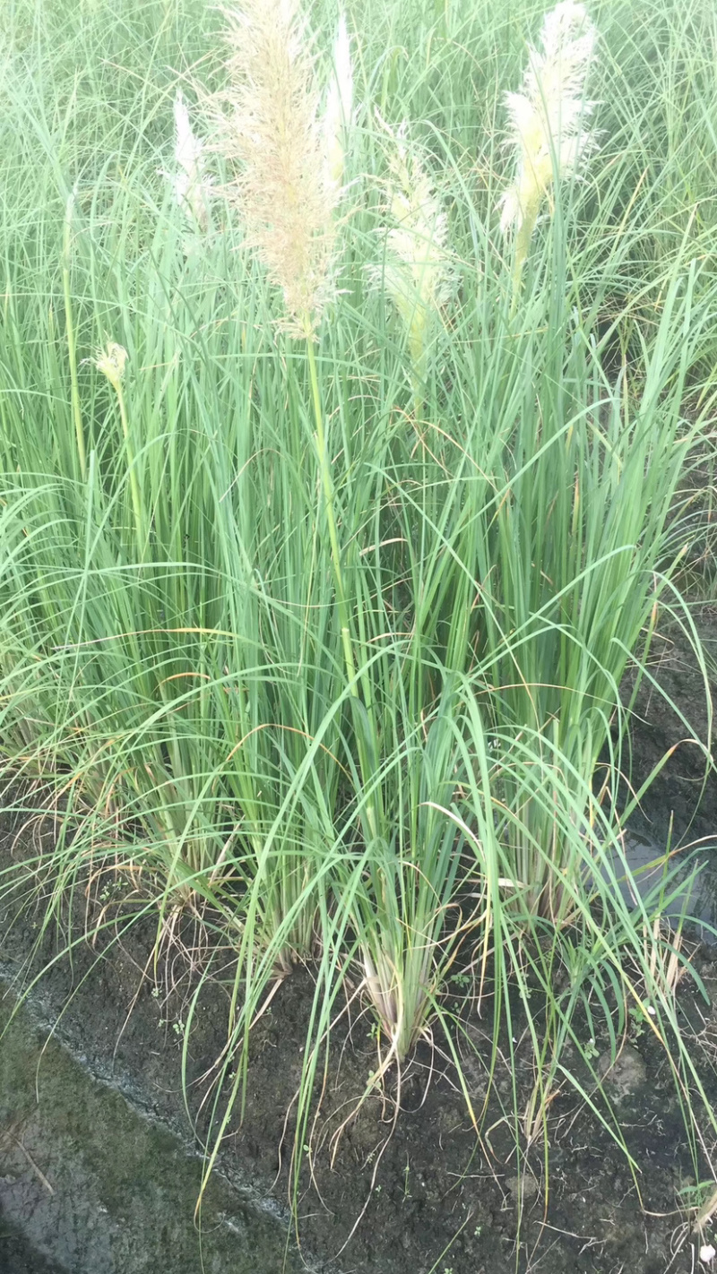 德国鸢尾=常绿鸢尾=