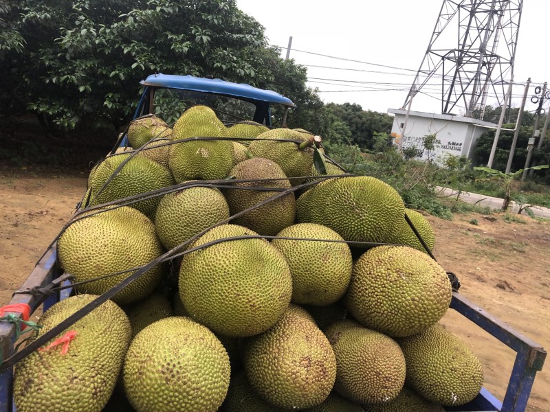 粤西广东茂名菠萝蜜产地直销批发#专业代办，一条龙服务
