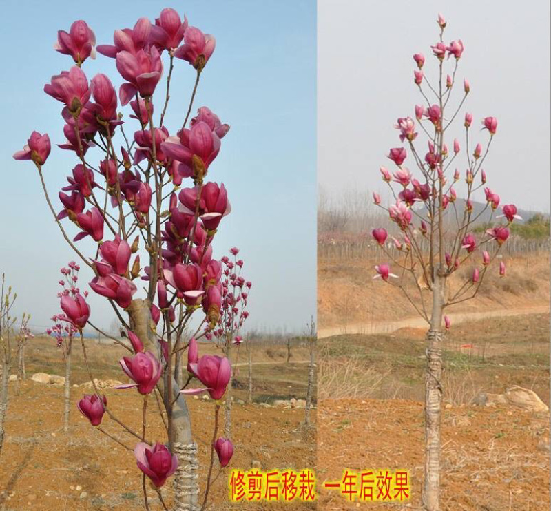 玉兰紫玉兰白玉兰黄玉兰基地直销