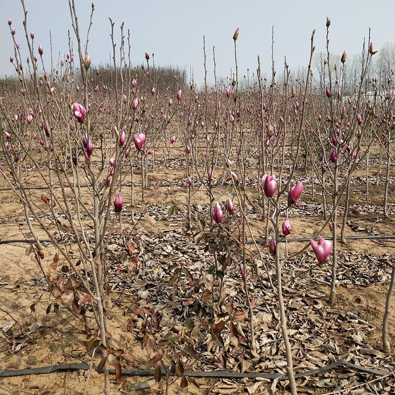 玉兰紫玉兰白玉兰黄玉兰基地直销