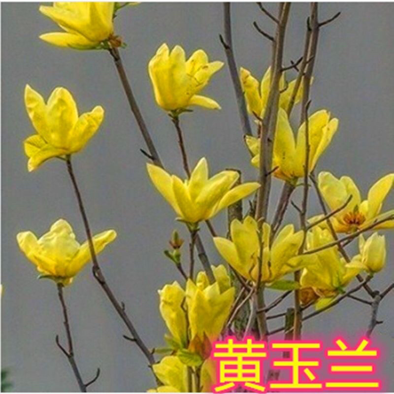 玉兰紫玉兰白玉兰黄玉兰基地直销