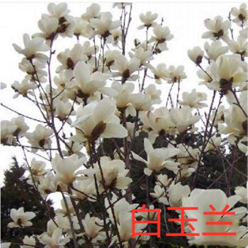 玉兰紫玉兰白玉兰黄玉兰基地直销