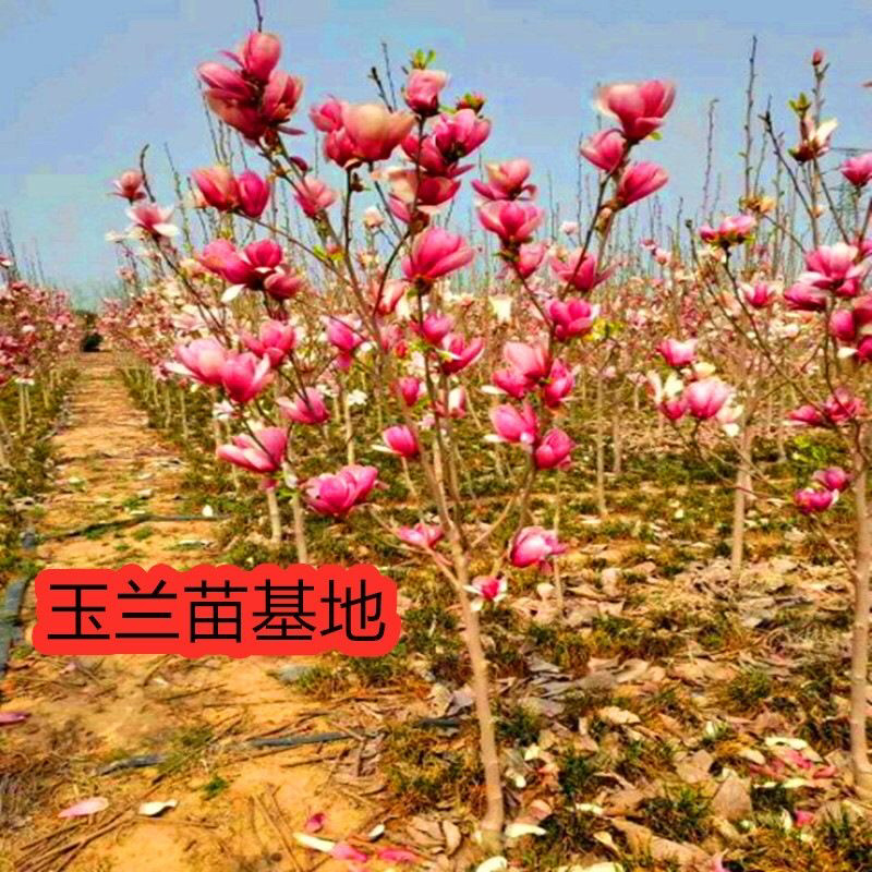 玉兰紫玉兰白玉兰黄玉兰基地直销