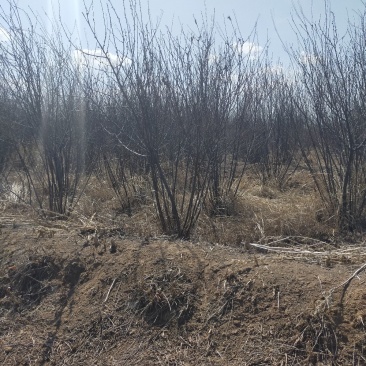 产地河北张张家口蔚县丛生榆叶梅量大从优还有大量的油松杯苗