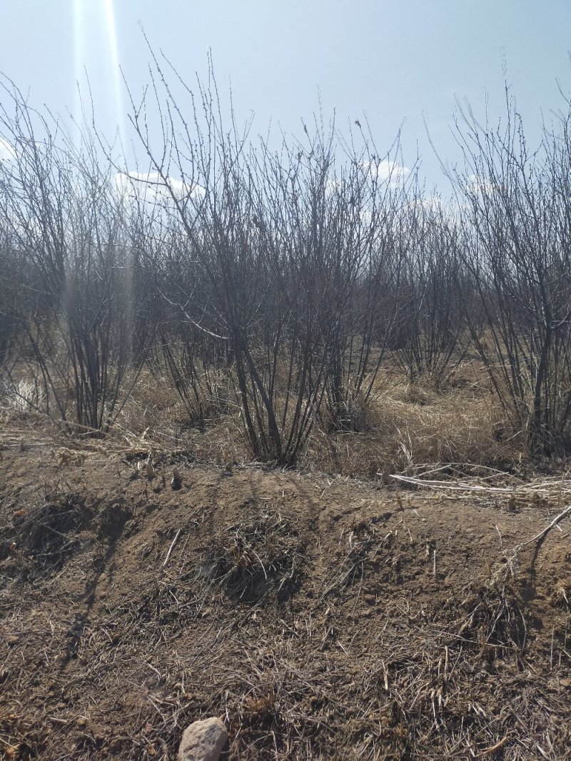 产地河北张张家口蔚县丛生榆叶梅量大从优还有大量的油松杯苗