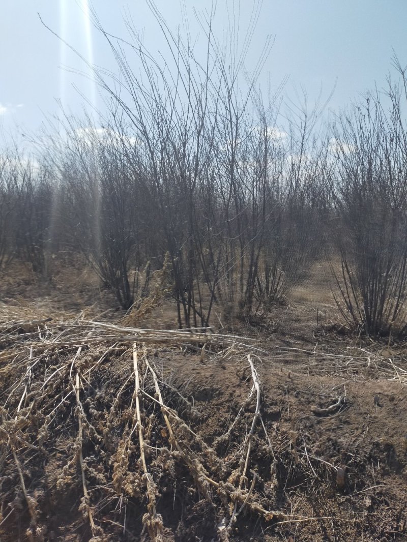 产地河北张张家口蔚县丛生榆叶梅量大从优还有大量的油松杯苗