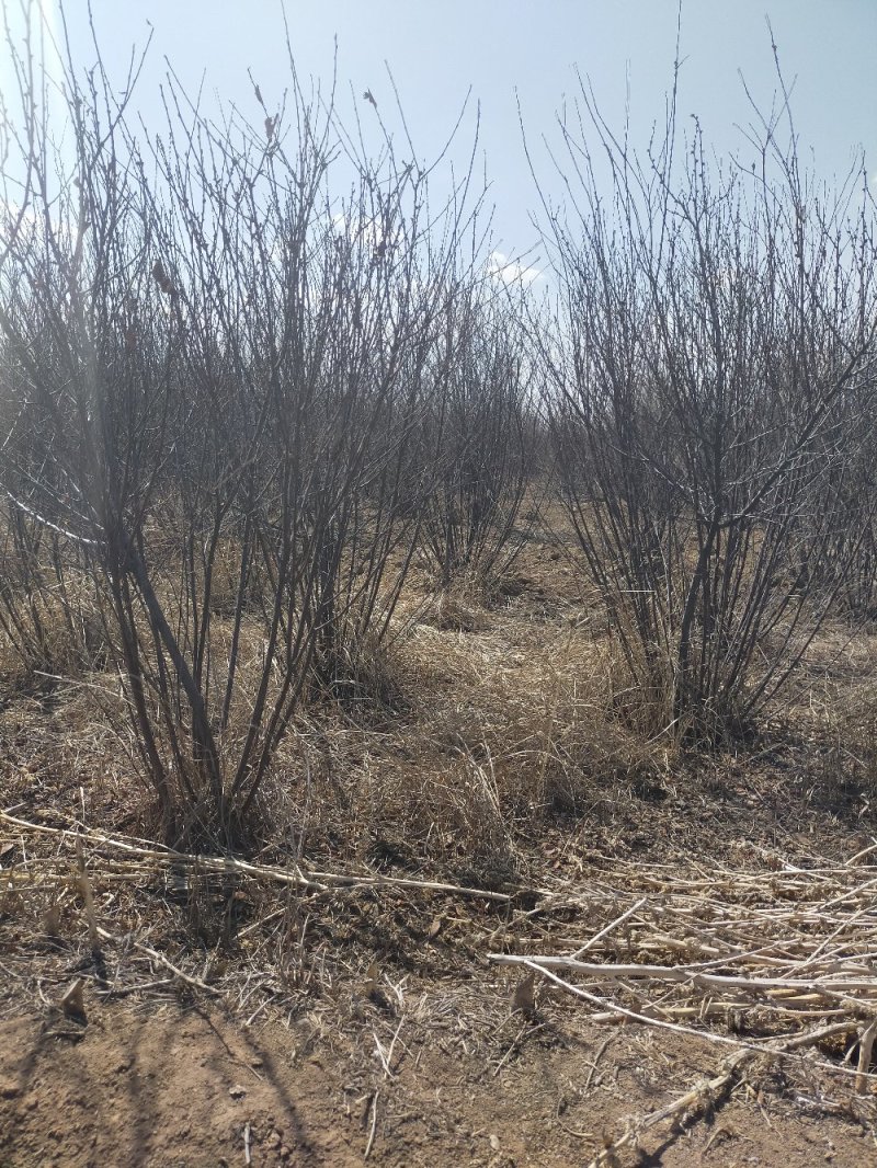 产地河北张张家口蔚县丛生榆叶梅量大从优还有大量的油松杯苗