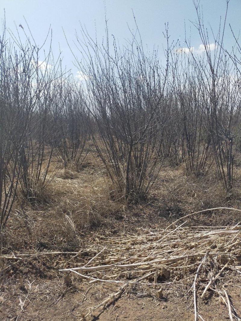 产地河北张张家口蔚县丛生榆叶梅量大从优还有大量的油松杯苗