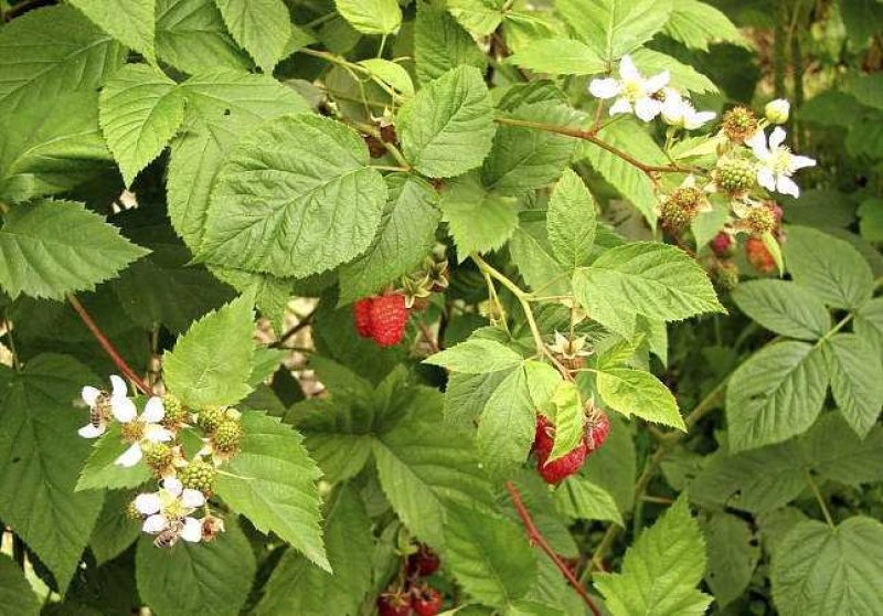 基地直销适合南北种植树莓苗红树莓苗