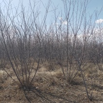 产地河北张家口蔚县从生山桃山桃杯苗，宁条杯苗