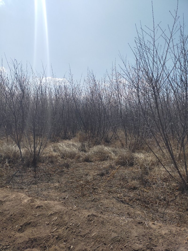 产地河北张家口蔚县从生山桃山桃杯苗，宁条杯苗