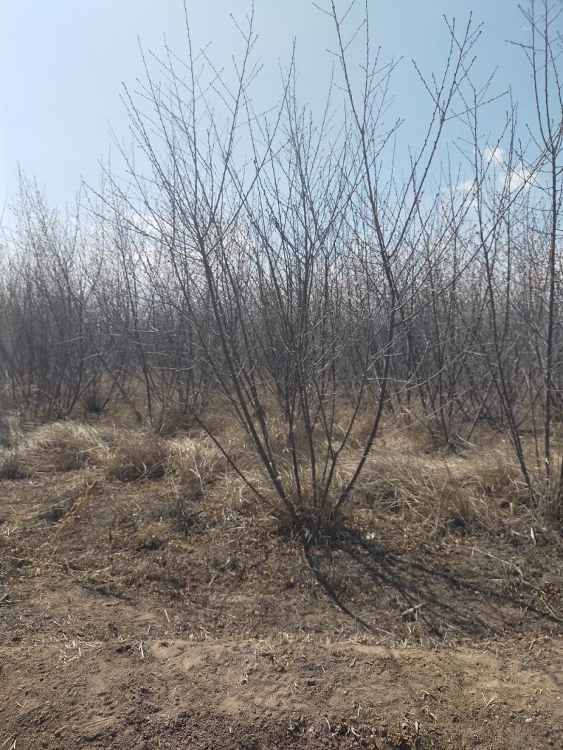 产地河北张家口蔚县从生山桃山桃杯苗，宁条杯苗