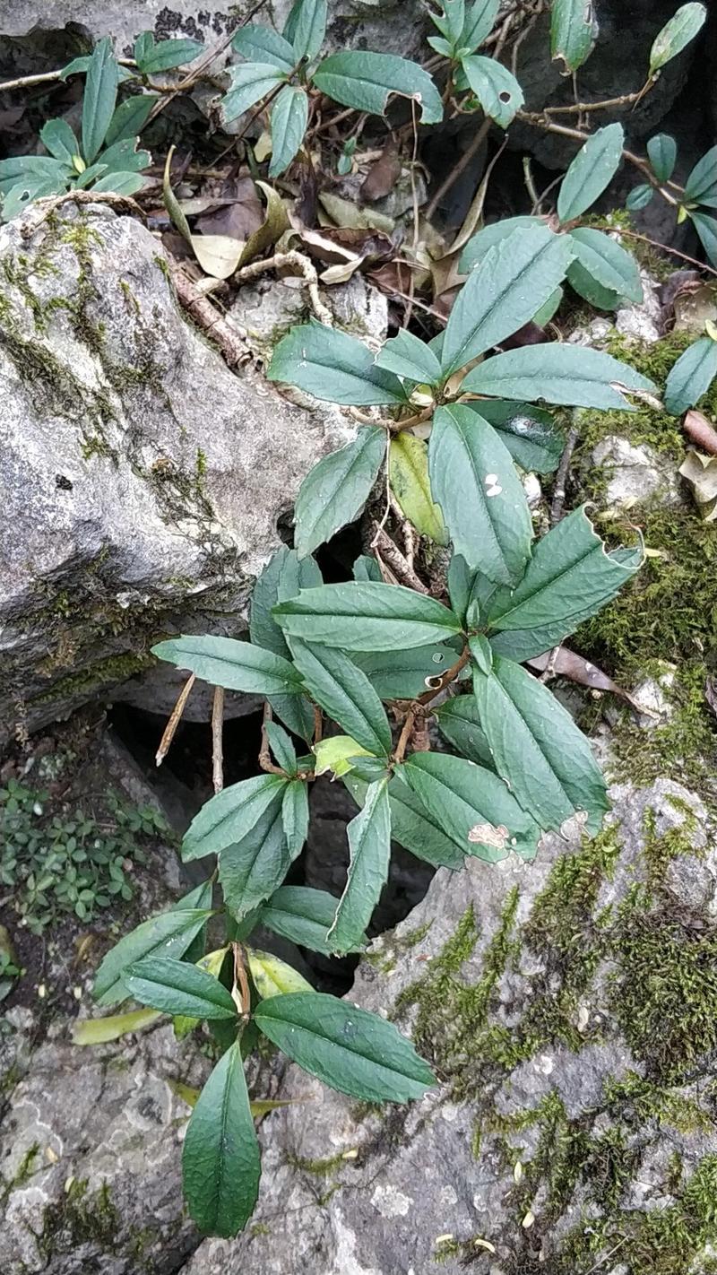 石吊兰有需要的老板联系包邮