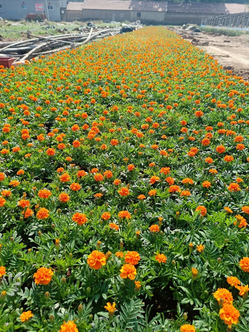 孔雀草大杯小杯基地直供量大从优