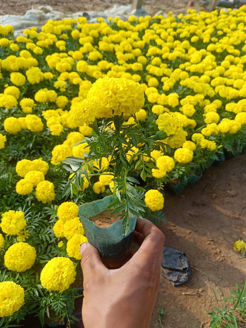 孔雀草大杯小杯基地直供量大从优