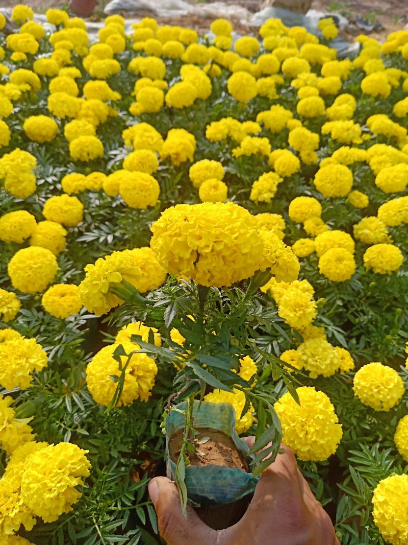 孔雀草大杯小杯基地直供量大从优