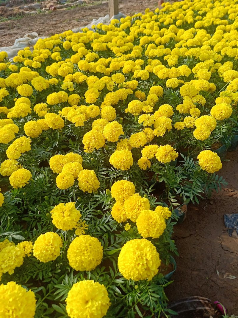 孔雀草大杯小杯基地直供量大从优