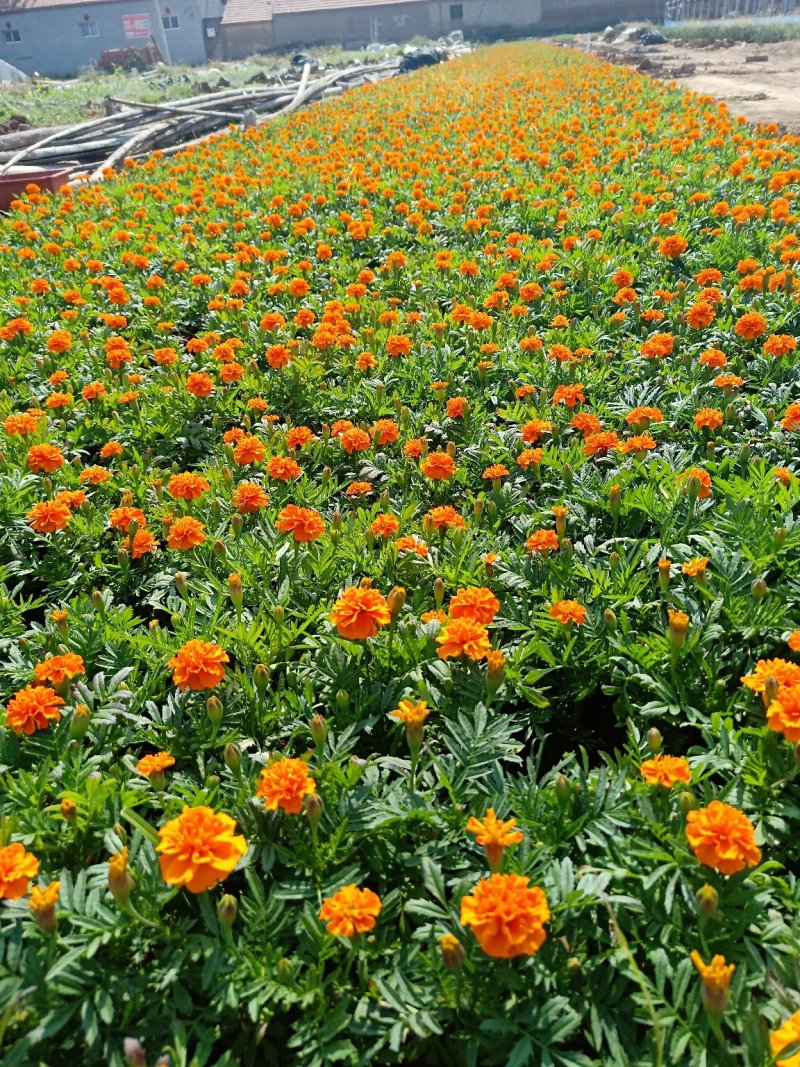 孔雀草大杯小杯基地直供量大从优