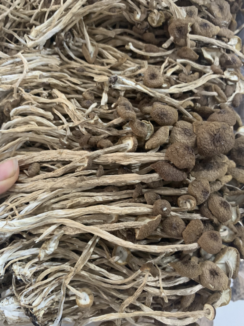 3号茶树菇微商电商实体淘货源专业保密一件代发