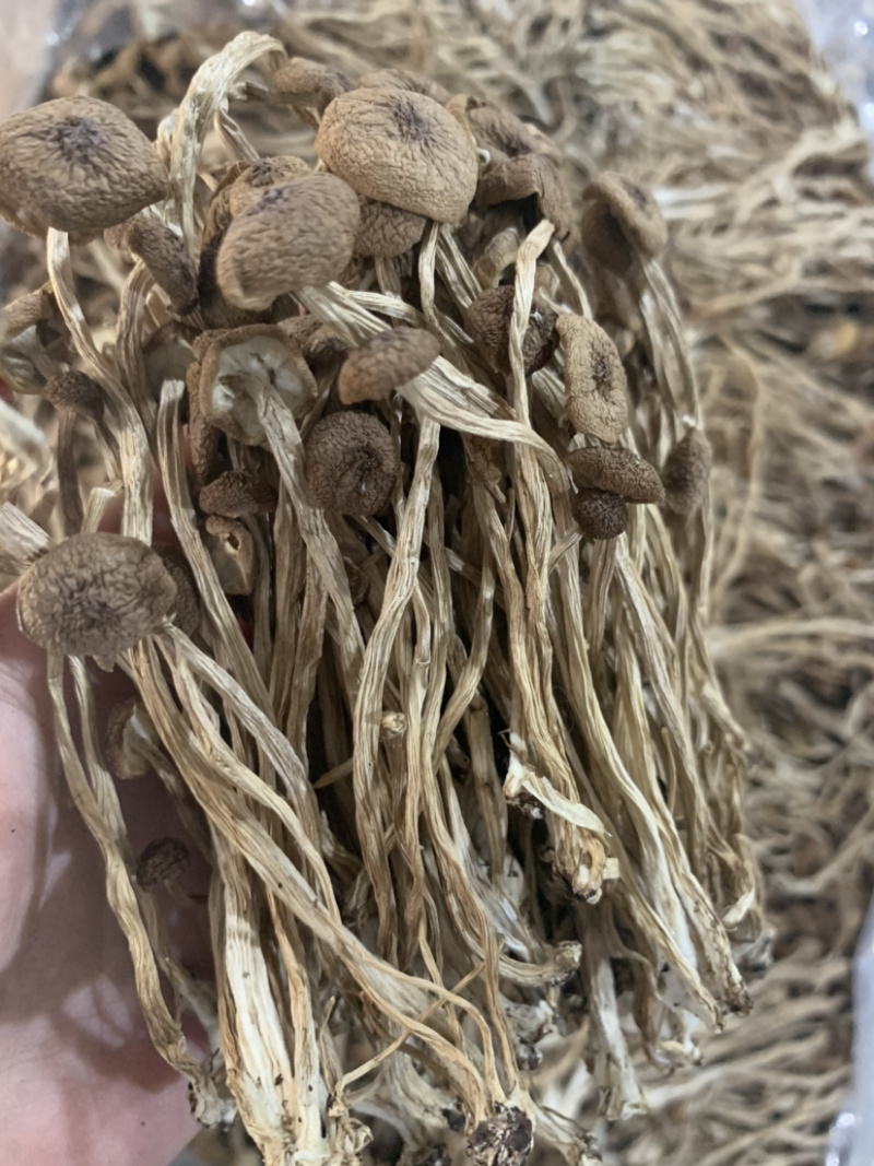 3号茶树菇微商电商实体淘货源专业保密一件代发