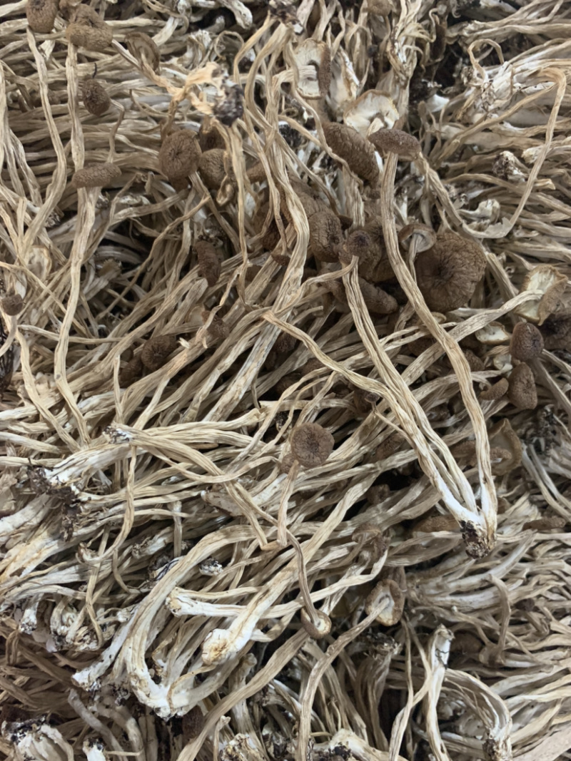 3号茶树菇微商电商实体淘货源专业保密一件代发