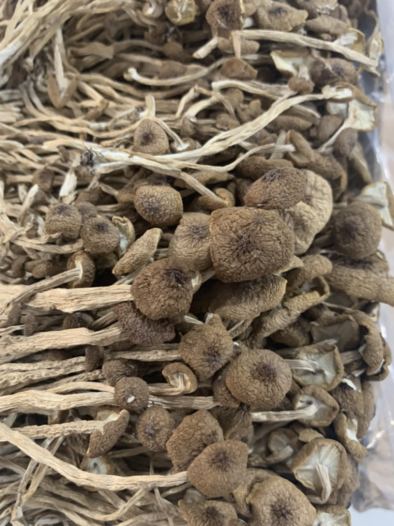 3号茶树菇微商电商实体淘货源专业保密一件代发