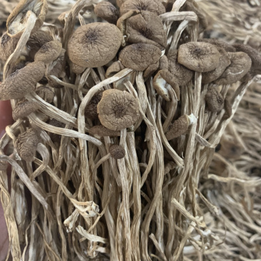 3号茶树菇微商电商实体淘货源专业保密一件代发