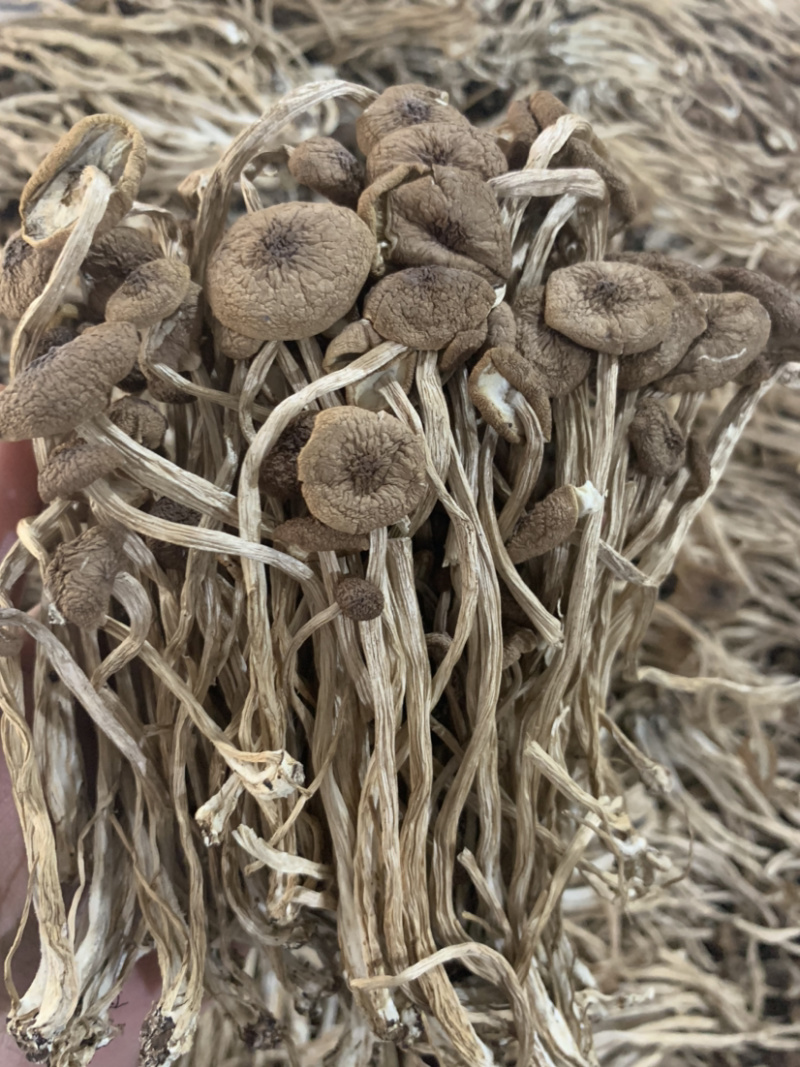 3号茶树菇微商电商实体淘货源专业保密一件代发