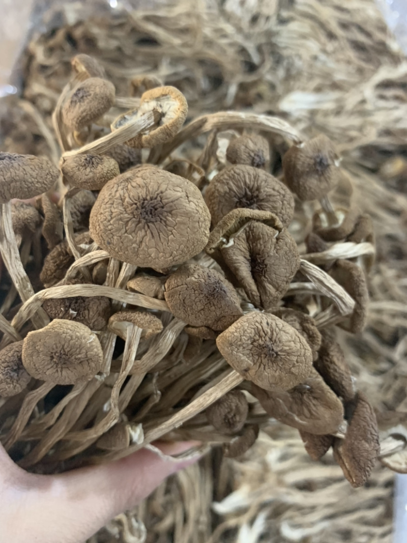 3号茶树菇微商电商实体淘货源专业保密一件代发