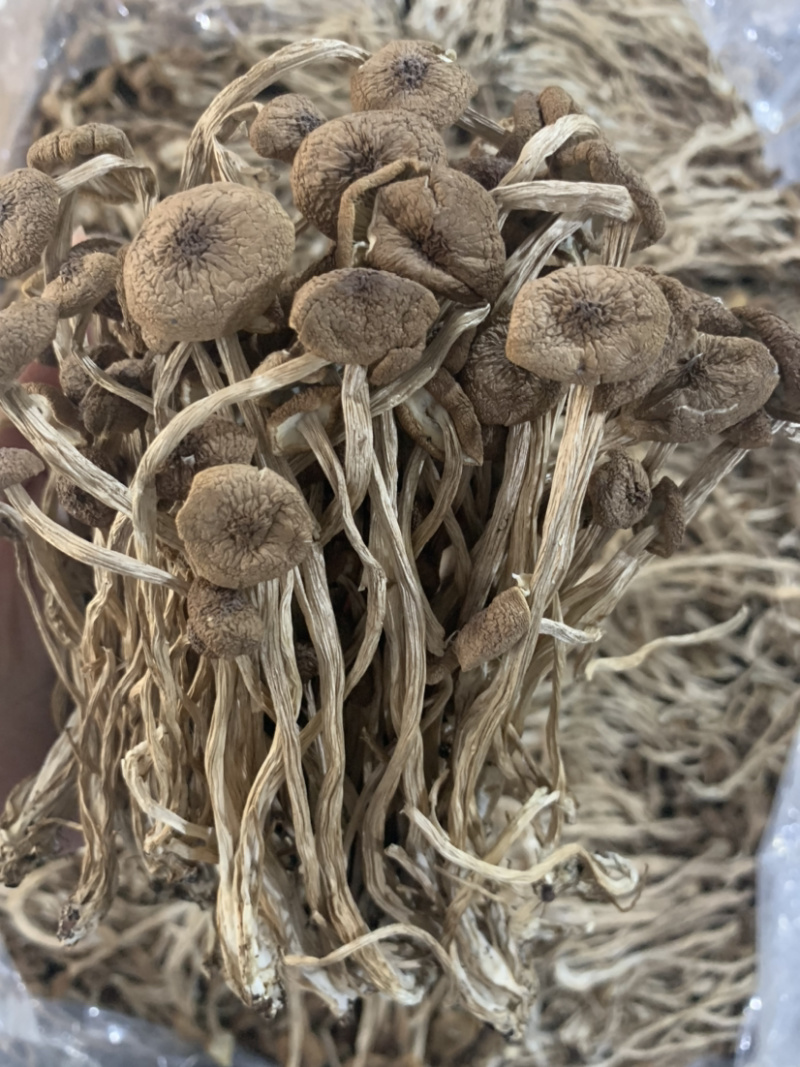 3号茶树菇微商电商实体淘货源专业保密一件代发