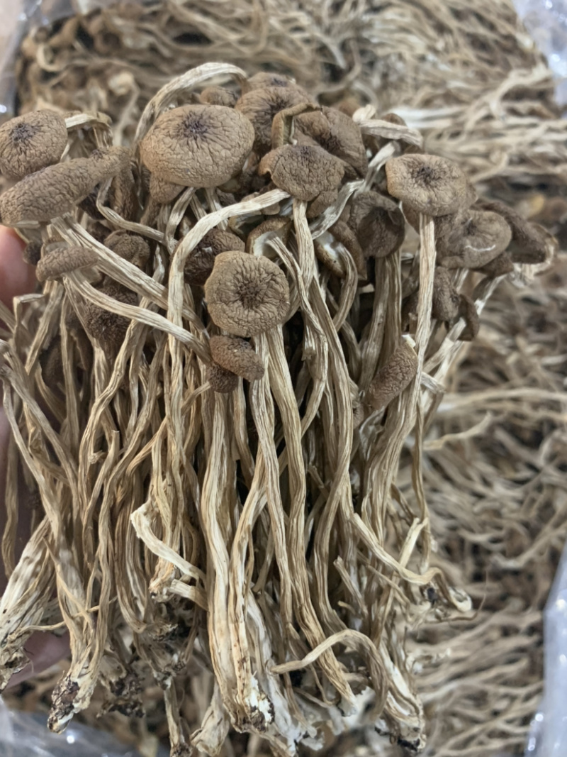 3号茶树菇微商电商实体淘货源专业保密一件代发