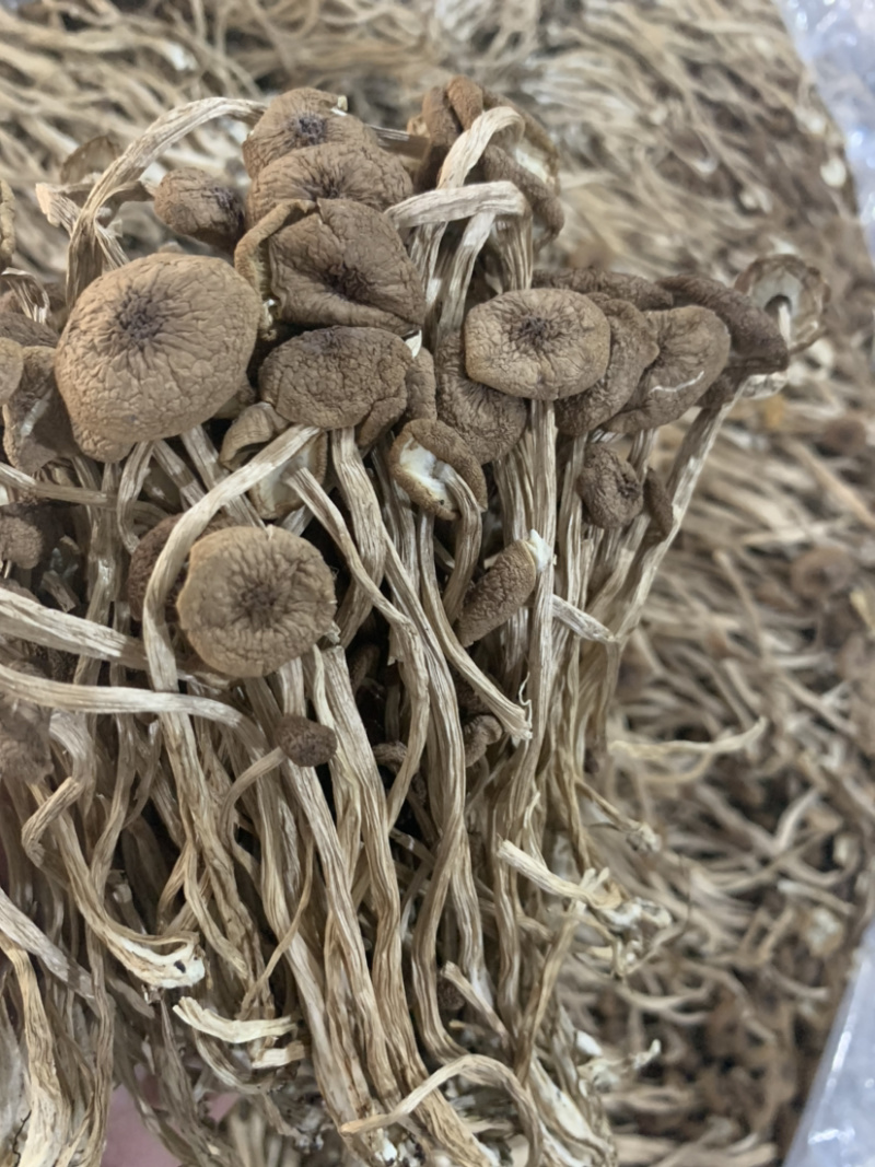 3号茶树菇微商电商实体淘货源专业保密一件代发