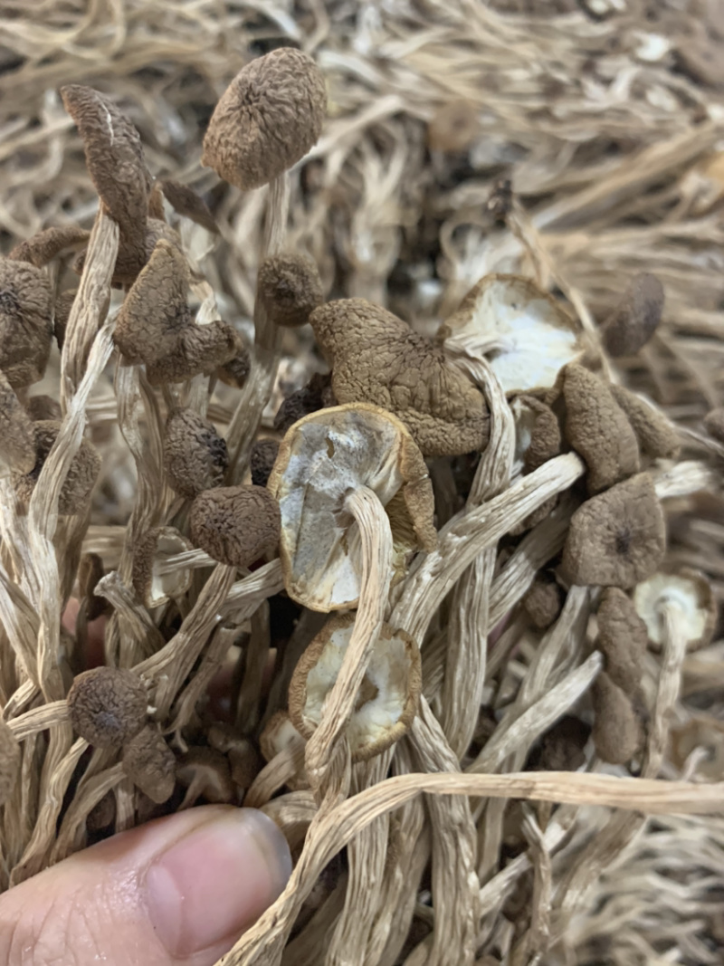 3号茶树菇微商电商实体淘货源专业保密一件代发