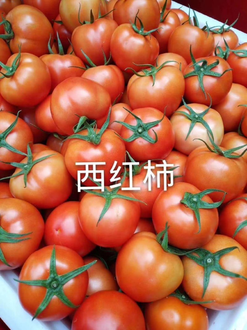 西红柿，云南西红柿，产地大量出货，大棚西红柿，整车出货