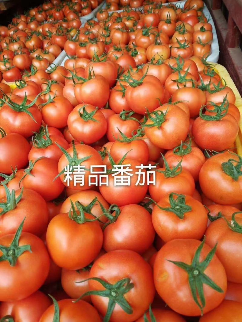 西红柿，云南西红柿，产地大量出货，大棚西红柿，整车出货