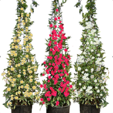 木香花苗七里香盆栽爬藤植物浓香甜蜜四季开花庭院花卉