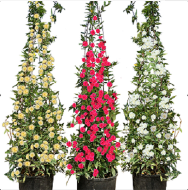 木香花苗七里香盆栽爬藤植物浓香甜蜜四季开花庭院花卉