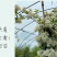 木香花苗七里香盆栽爬藤植物浓香甜蜜四季开花庭院花卉
