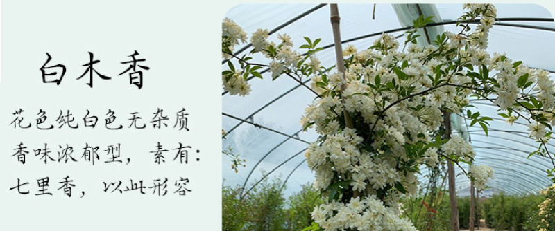 木香花苗七里香盆栽爬藤植物浓香甜蜜四季开花庭院花卉