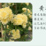 木香花苗七里香盆栽爬藤植物浓香甜蜜四季开花庭院花卉