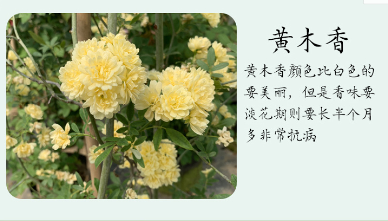 木香花苗七里香盆栽爬藤植物浓香甜蜜四季开花庭院花卉